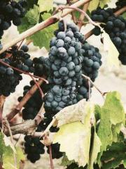 My Amazing Female Te